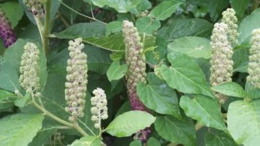Phytolacca esculenta in the garden