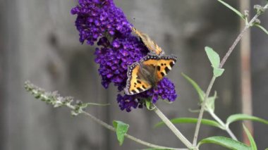 Turuncu Kaplumbağa Kelebeği (Aglais urticae) kelebek çalısı olarak da bilinen Buda çiçeğiyle beslenir..