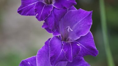 Gladiolus çiçeğine yakın plan. Gladioli çiçeği.