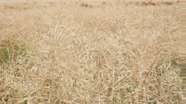 Ripe Rapeseed Shortly Harvest Agricultural Fields Rape — Video