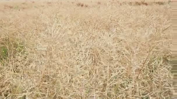 Ripe Rapeseed Shortly Harvest Agricultural Fields Rape — Stock videók