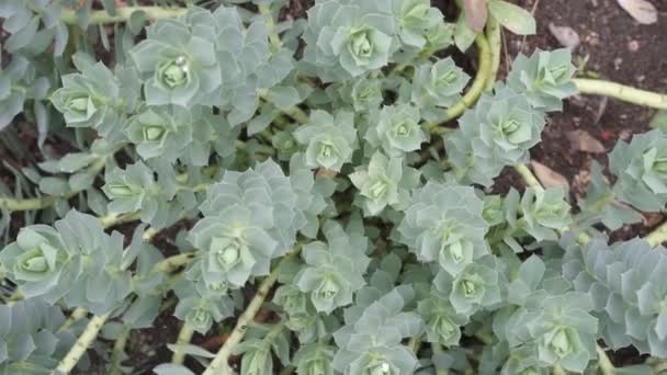 Myrtle Spurge Euphorbia Myrsinites Garden Flower Plant Also Known Creeping — Vídeo de Stock