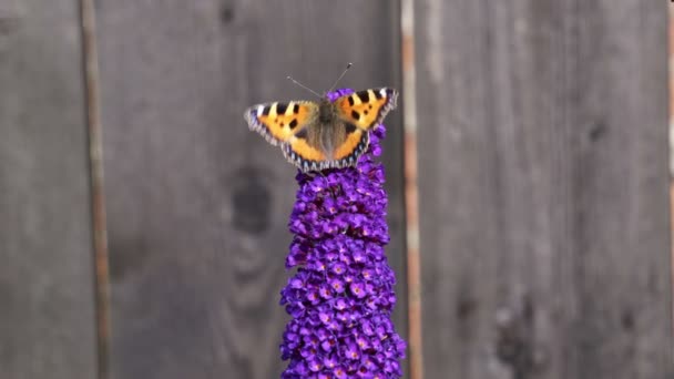 Motyl Żółw Pomarańczowy Aglais Urticae Żywiący Się Kwiatem Buddleia Znanym — Wideo stockowe