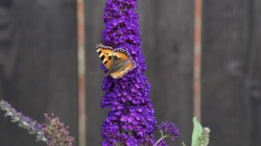 Orange Tortoiseshell butterfly (Aglais urticae) feeding on Buddleia flower also known as Butterfly bush.