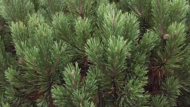 Pinus Mugo Also Known Creeping Pine Dwarf Mountain Pine — Vídeo de Stock