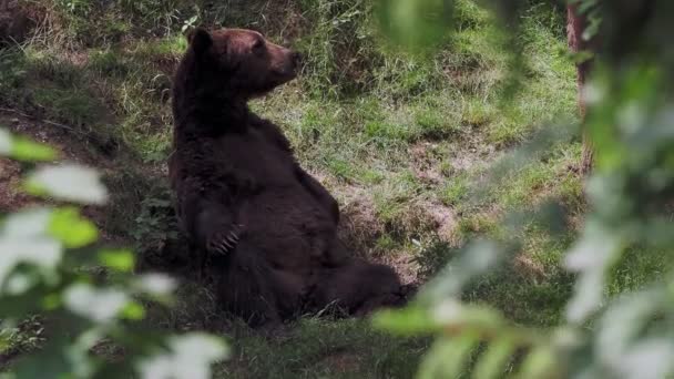 Orso Bruno Che Riposa Ursus Arctos Nella Foresta — Video Stock