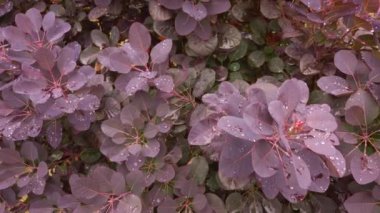 Closeup of a red colored plant called European Smoke Bush (Cotinus coggygria) with raindrops