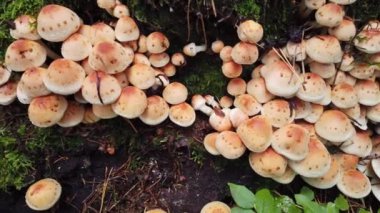 Ormandaki bir güdük üzerinde büyüyen mantar.