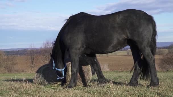 Dva Černí Fritézští Koně Stojící Pastvině — Stock video