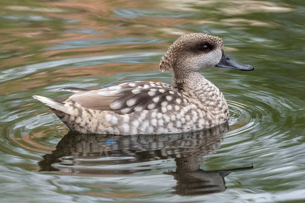 Marbled Duck Marbled Teal Marmaronetta Angustirostris Swimming Lake — Photo