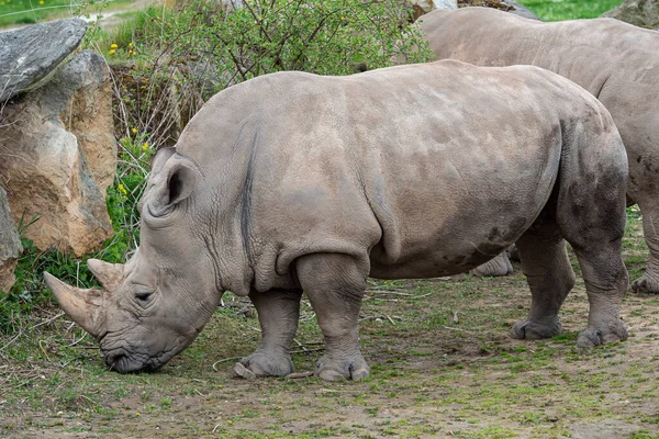 Südliches Breitmaulnashorn Ceratotherium Simum Simum Gefährdete Tierarten — Stockfoto