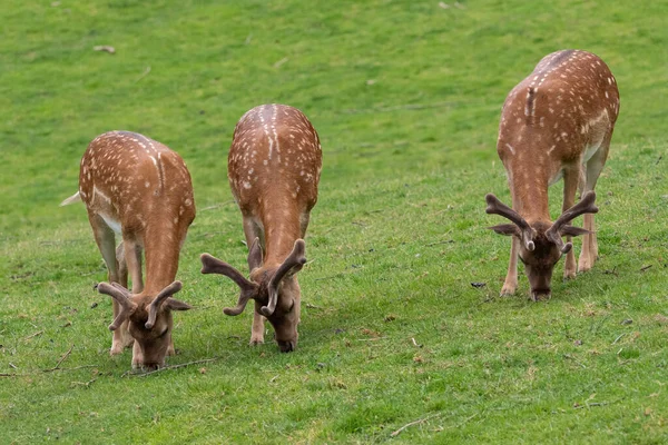 Fallow deer family in a green meadow in summer (Dama dama)