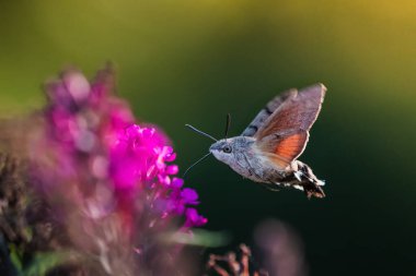 sinek kuşu Şahin-güve (Macroglossum stellatarum) nektar besleme.