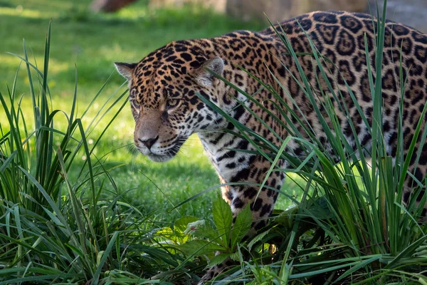 Jaguar Prowling Long Grass Panthera Onca — Stock Photo, Image