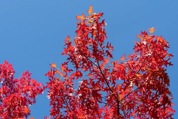 Hojas Otoño Color Rojo Del Roble Quercus Palustris — Foto de Stock