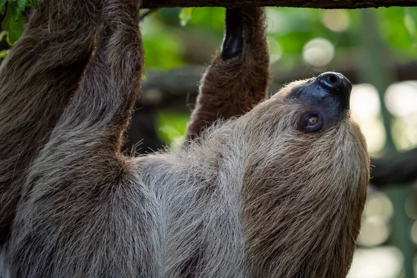 Animal Perezoso Dos Dedos Trepando Boca Abajo Rama Colgante Del — Foto de Stock