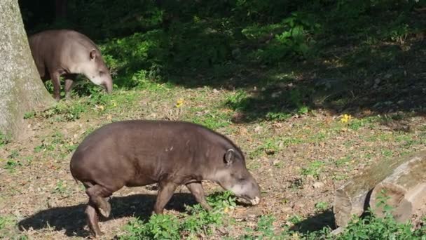 Vista Tapir Sudamericano Tapirus Terrestris — Vídeo de stock
