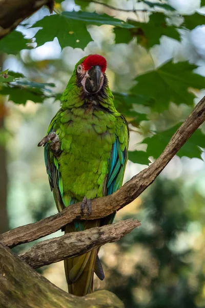 伟大的绿色军队Macaw Ara Militaris Mexicana — 图库照片
