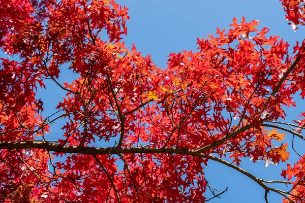 Hojas Otoño Color Rojo Del Roble Quercus Palustris —  Fotos de Stock