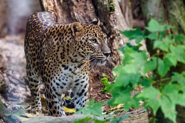 Σρι Λάνκα Leopard Panthera Pardus Kotiya — Φωτογραφία Αρχείου