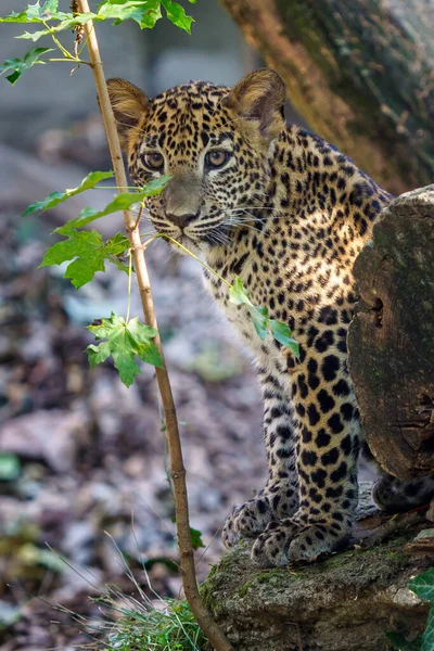 Leopard Cub Panthera Pardus Kotiya — Φωτογραφία Αρχείου