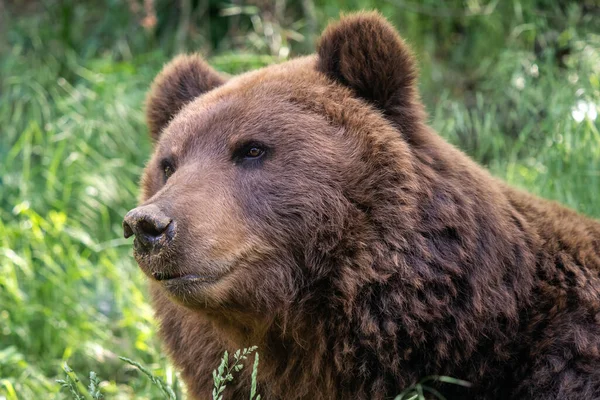 Medvěd Kamčatka Trávě Ursus Arctos Beringianus — Stock fotografie