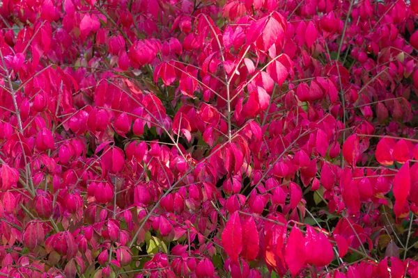 Leuchtend Rote Herbstblätter Des Zierstrauches Euonymus Alatus Compactus — Stockfoto