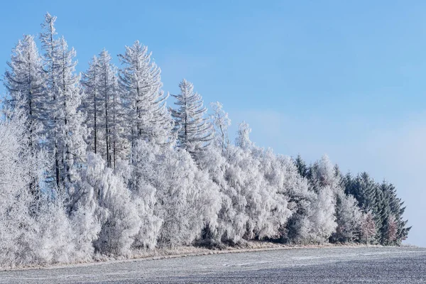 Kış Manzarası Kış Ağaçları Buzla Kaplı — Stok fotoğraf