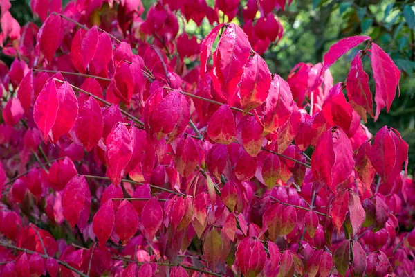 Bright Red Autumn Leaves Ornamental Shrub Euonymus Alatus Compactus — Stock Photo, Image