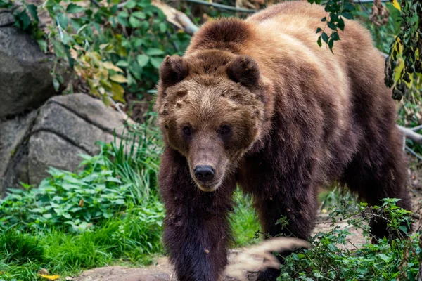 Urso Castanho Kamchatka Floresta Ursus Arctos Beringianus — Fotografia de Stock