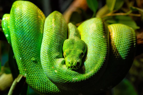 Pitone Verde Morelia Viridis Primo Piano Ritratto Artistico — Foto Stock