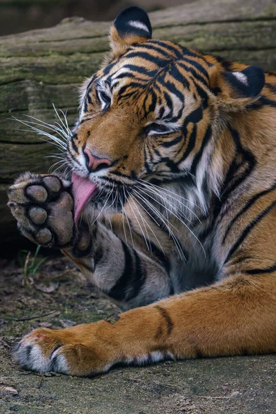 Tigre Sumatra Pulisce Sua Pelliccia Panthera Tigris Sumatrae — Foto Stock