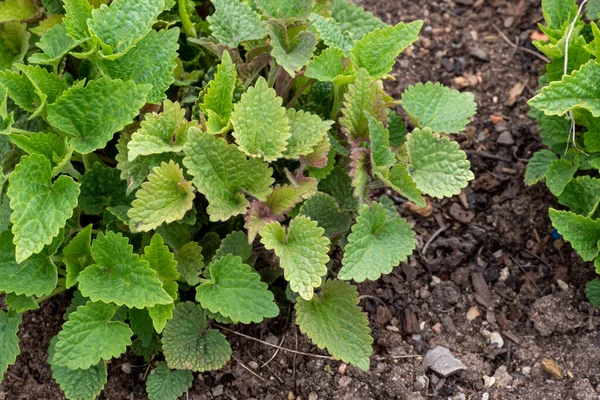 Spring Leaves Agastache Mexicana Plant — Stock Photo, Image