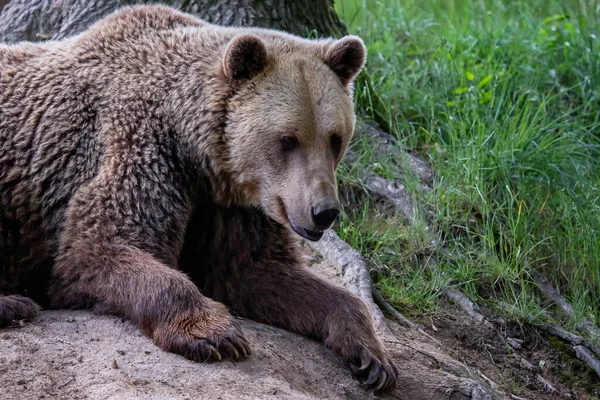 森の中の熊 ウルス アルコス — ストック写真