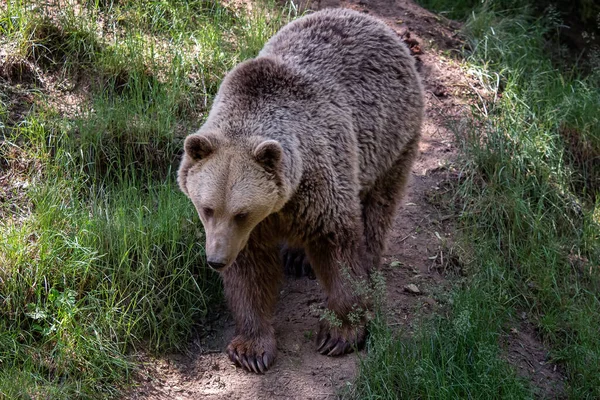 Бурый Медведь Ursus Arctos Лесу — стоковое фото