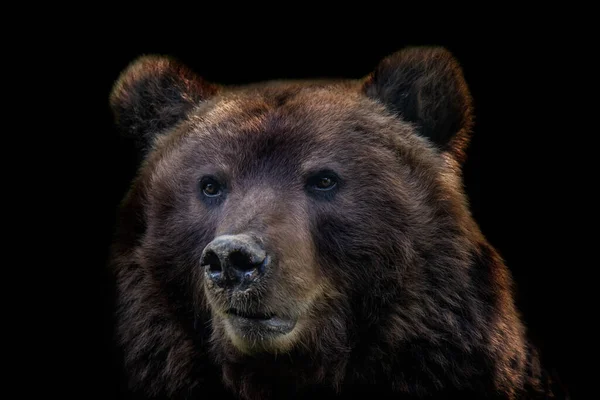 Pohled Zepředu Medvěda Hnědého Izolovaného Černém Pozadí Portrét Medvěda Kamčatky — Stock fotografie