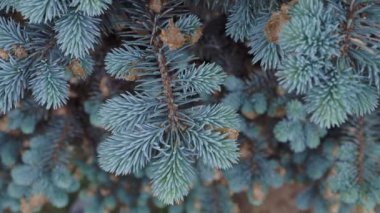 Mavi ladin dallarında genç avlanıyor..