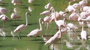 Büyük flamingo grubu, Phoenicopterus roseus