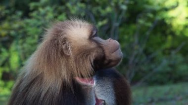Gelada Baboon 'un alfa erkeği - Theropithecus gelada, güzel yer primatı
