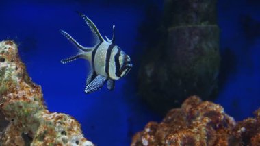 Tropikal balık Banggai kardinalbalığı Pterapogon kauderni 'ye yakın çekim.