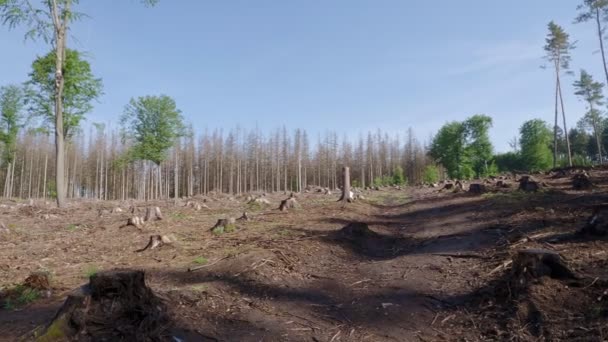 Halott Lucfenyők Fakéregbogár Fertőzés Után Globális Felmelegedés Következményei — Stock videók