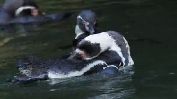 Pingüino Humboldt Spheniscus Humboldti Nadando Agua — Vídeo de stock