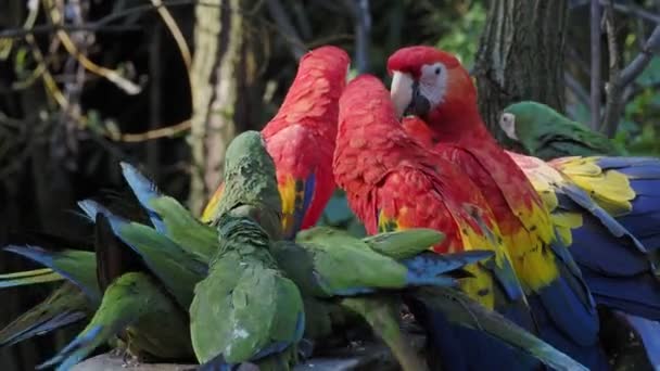 Group Ara Parrots Red Parrot Scarlet Macaw Ara Macao Military — стокове відео
