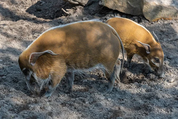 Red River Hog Potamochoerus Porcus Looking Food —  Fotos de Stock