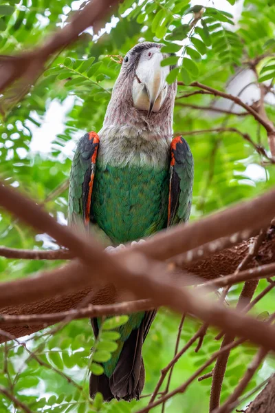 木の上に座っているエキゾチックな鳥 オウム岬 Poicephalus Robstrus — ストック写真