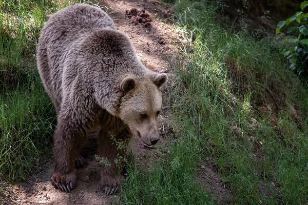 Бурый Медведь Ursus Arctos Лесу — стоковое фото