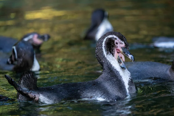 Pingüino Humboldt Spheniscus Humboldti Nadando Agua —  Fotos de Stock