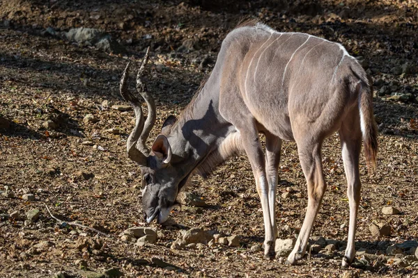 Kudu Lateral View Looking Food Tragelaphus Strepsiceros — Stock Photo, Image