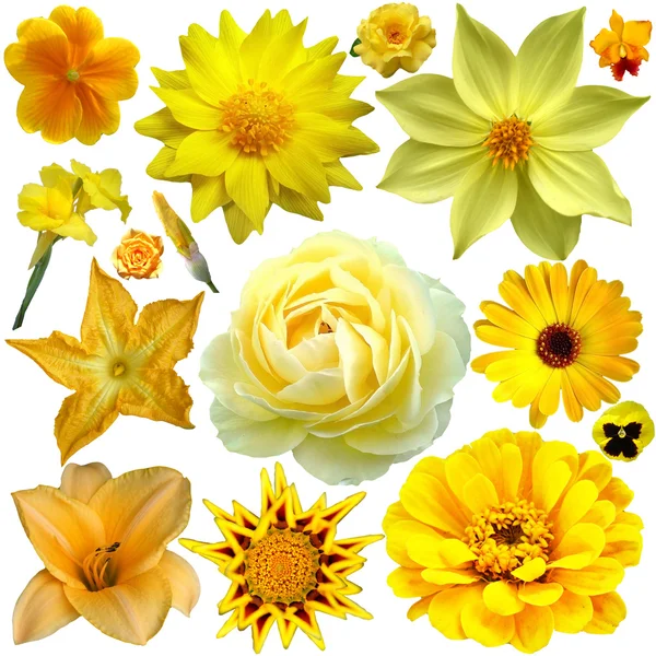 Collage fiore giallo — Foto Stock