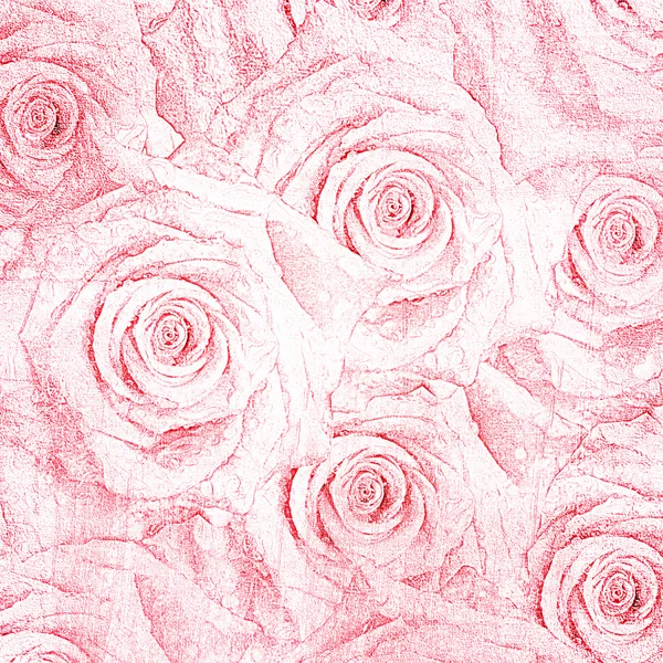 Roze rozen — Stockfoto